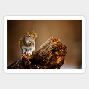 Red Squirrel Sticker